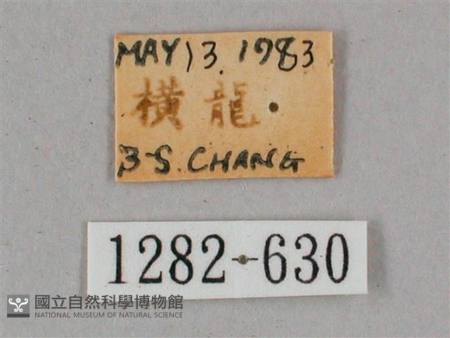 細斜紋霜天蛾藏品圖，第3張