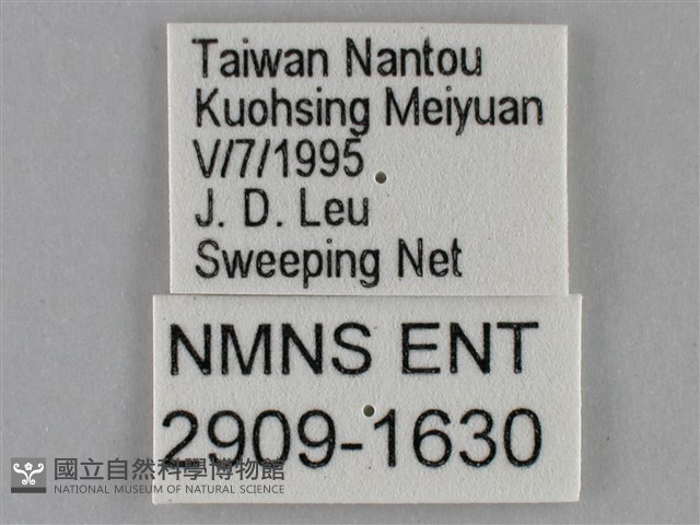 紫俳線蛺蝶藏品圖，第3張