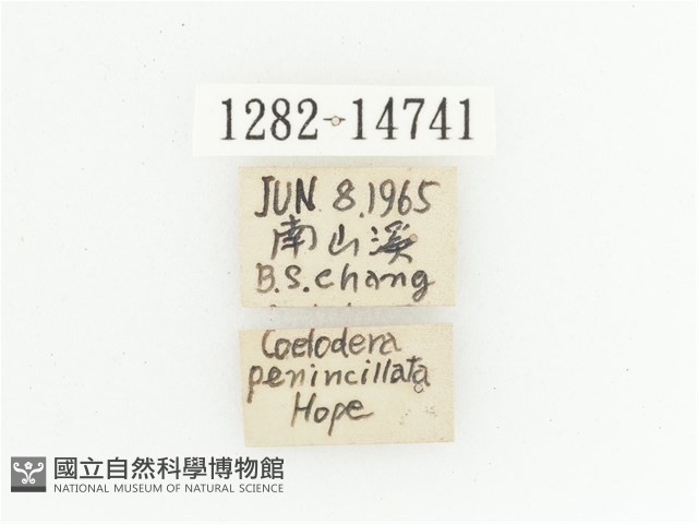 臺灣瘦花金龜藏品圖，第2張