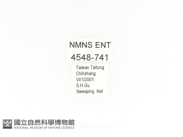 金艷騷金龜藏品圖，第2張