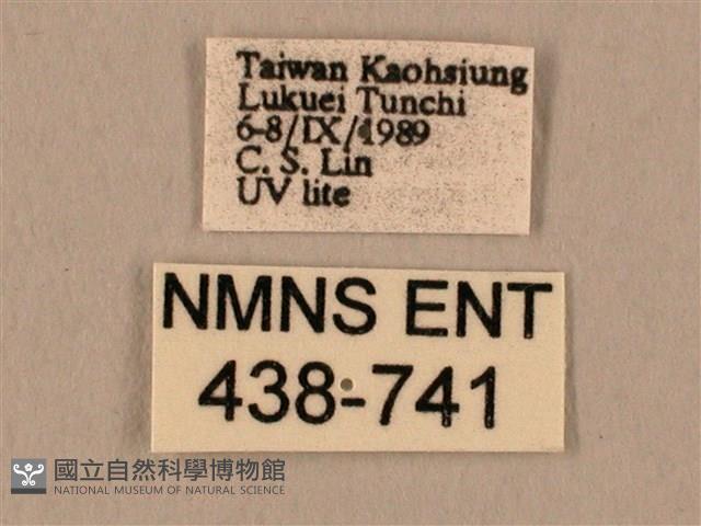 棕綠背線天蛾藏品圖，第3張