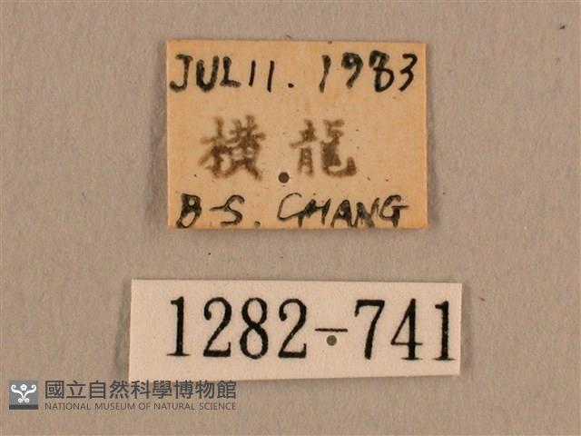 背線天蛾藏品圖，第3張