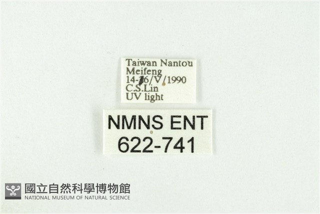 寬紋黃毒蛾藏品圖，第3張