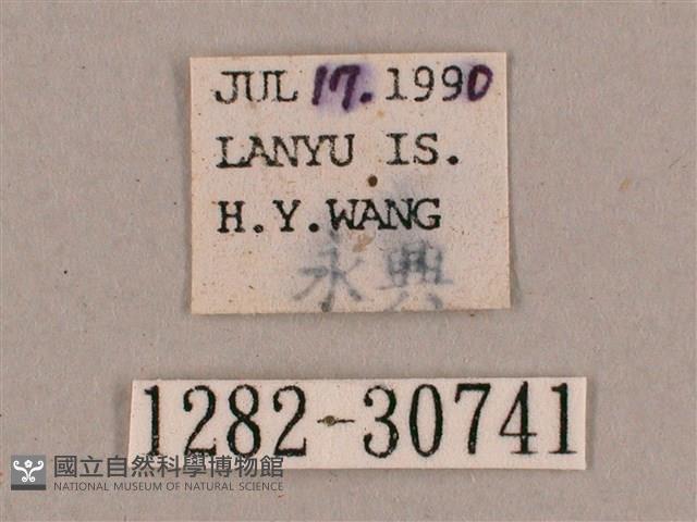 背帶斜紋天蛾藏品圖，第3張