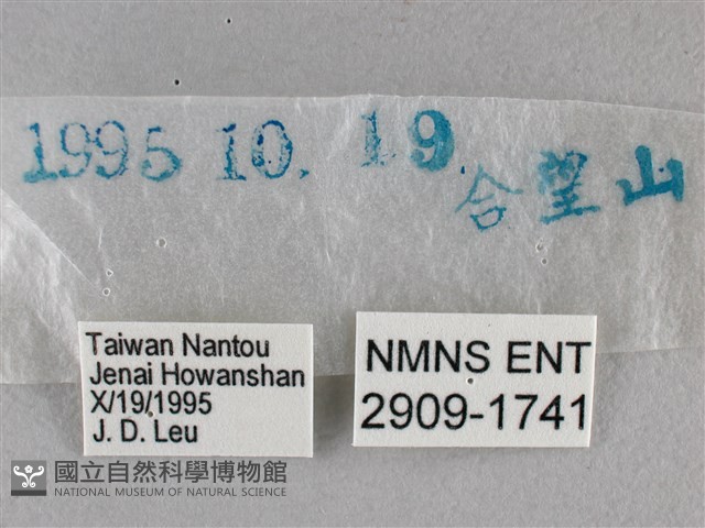 臺灣赭弄蝶藏品圖，第3張