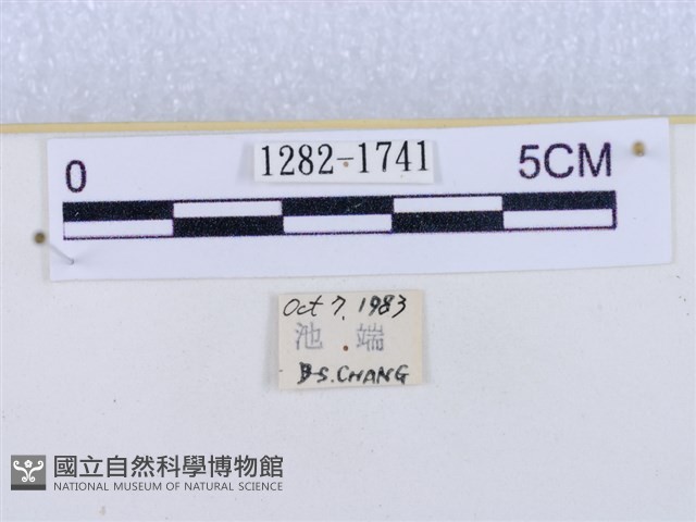 閃光苔蛾藏品圖，第3張