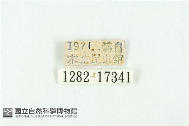 清金翠灰蝶藏品圖，第3張