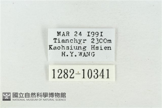 臺美波紋蛾藏品圖，第3張