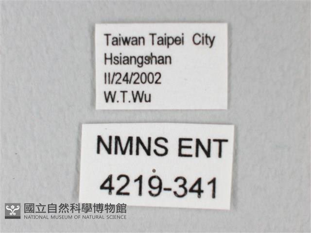 荷氏黃蝶藏品圖，第3張