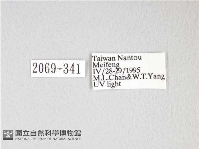 黃豹天蠶蛾藏品圖，第3張