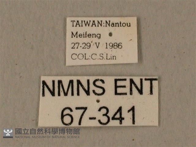 全緣缺角天蛾藏品圖，第3張