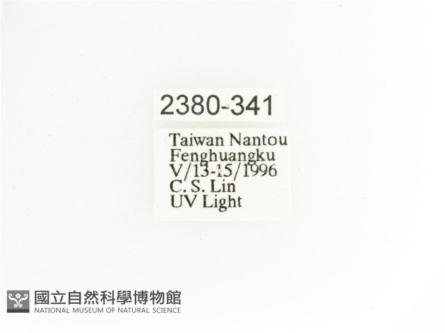 艷金龜藏品圖，第2張