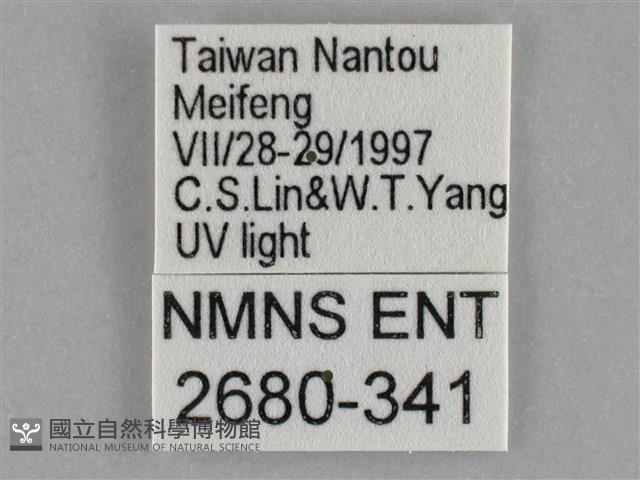 基褐刺蛾藏品圖，第3張
