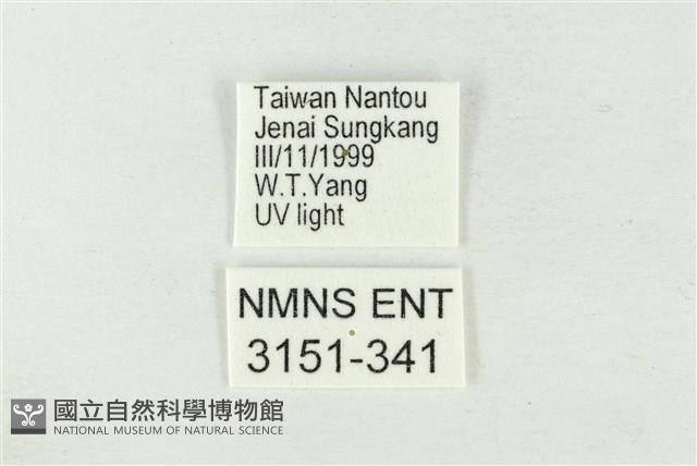 連珠波紋蛾藏品圖，第3張