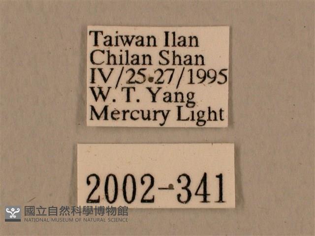 背中白天蛾藏品圖，第3張