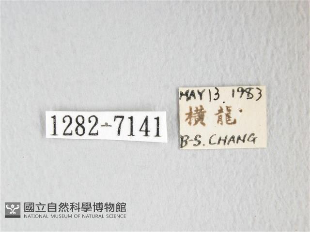 圓翅大鉤蛾藏品圖，第3張