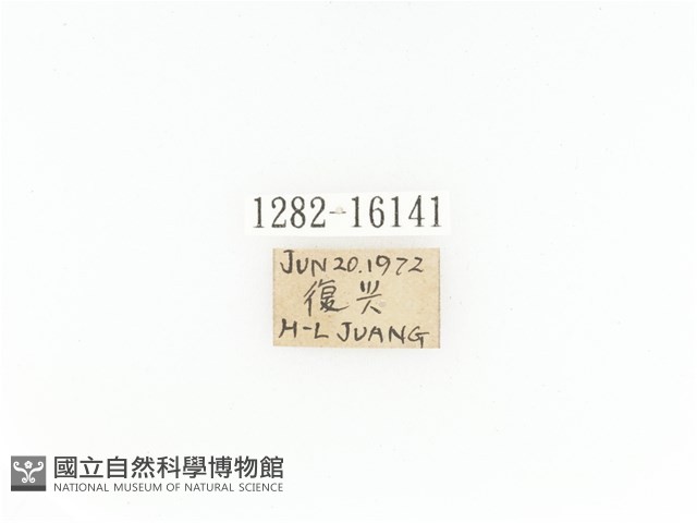 臺灣角金龜藏品圖，第2張