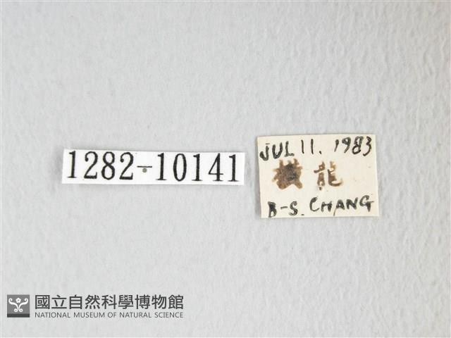 圓翅大鉤蛾藏品圖，第3張