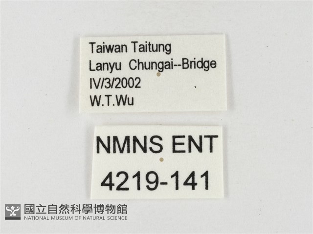 黃尖粉蝶藏品圖，第3張