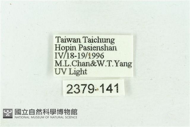 臺雪苔蛾藏品圖，第3張