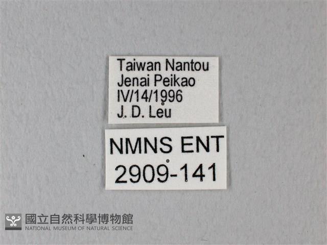 異粉蝶、雌白黃蝶藏品圖，第3張