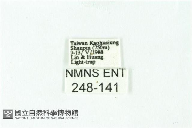 三條橙燈蛾藏品圖，第3張