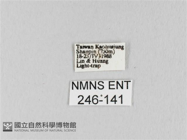 馬尾松枯葉蛾藏品圖，第3張