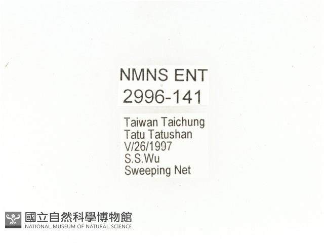 東方白點花金龜藏品圖，第2張