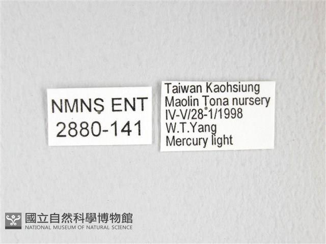 黃豹天蠶蛾藏品圖，第3張