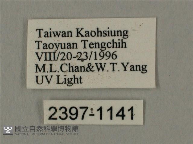 斜線天蛾藏品圖，第3張