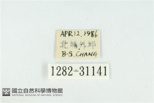 霧社環波紋蛾藏品圖，第3張