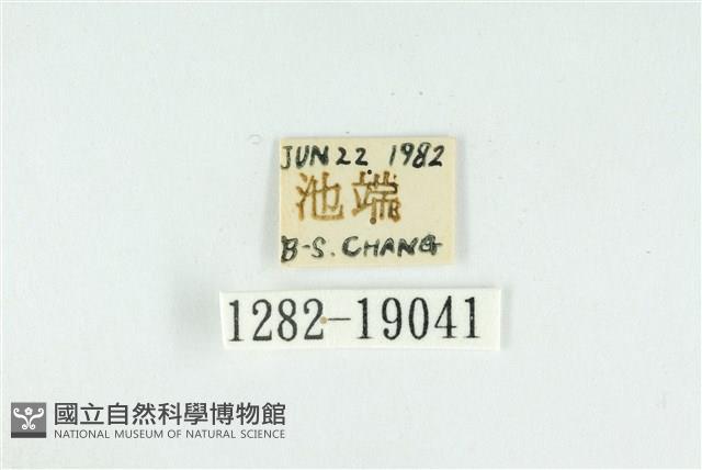 藹環波紋蛾藏品圖，第3張