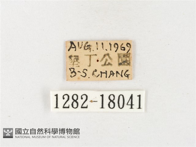 島嶼黃蝶、江崎黃蝶藏品圖，第3張