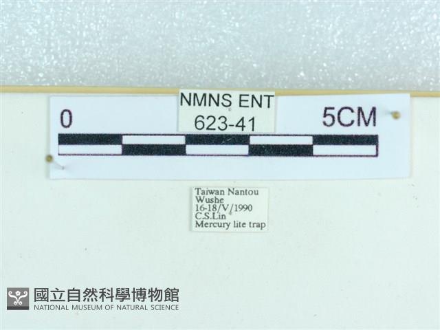 粉蝶燈蛾藏品圖，第3張