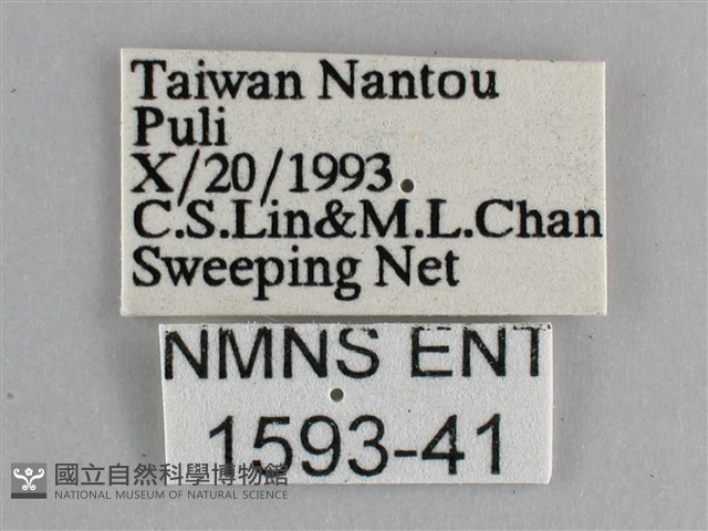 眼蛺蝶、孔雀蛺蝶藏品圖，第3張