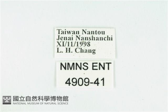 臺灣玄灰蝶藏品圖，第3張