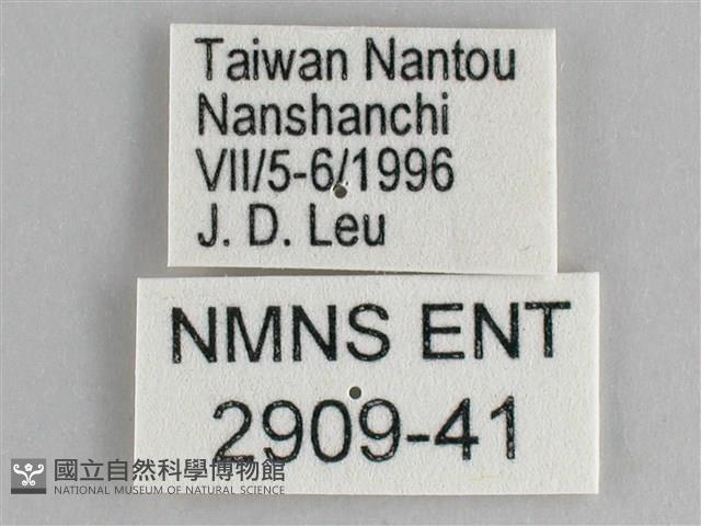 鋸粉蝶藏品圖，第3張