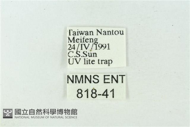 臺雪苔蛾藏品圖，第3張