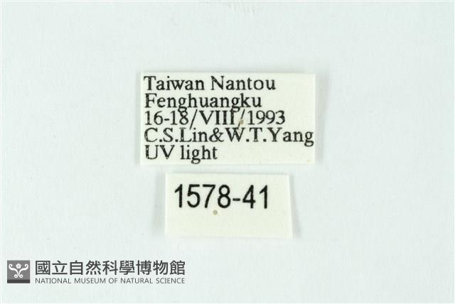 三色豔苔蛾藏品圖，第3張