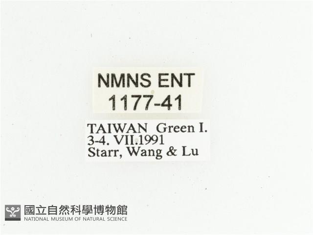 綠島小綠花金龜藏品圖，第2張