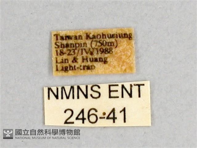 枯球籮紋蛾藏品圖，第3張