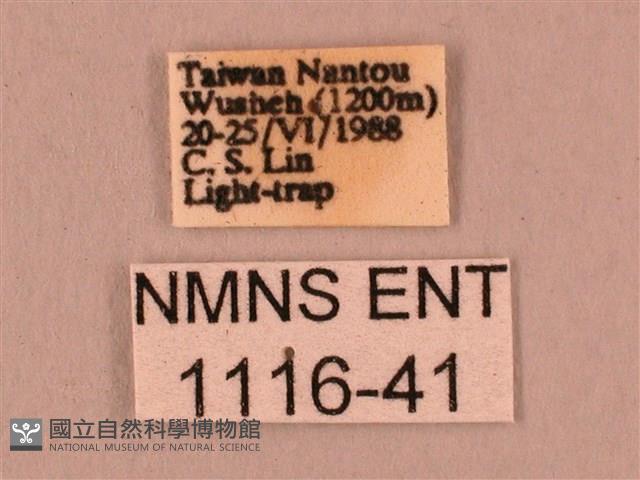 直翅六點天蛾藏品圖，第3張