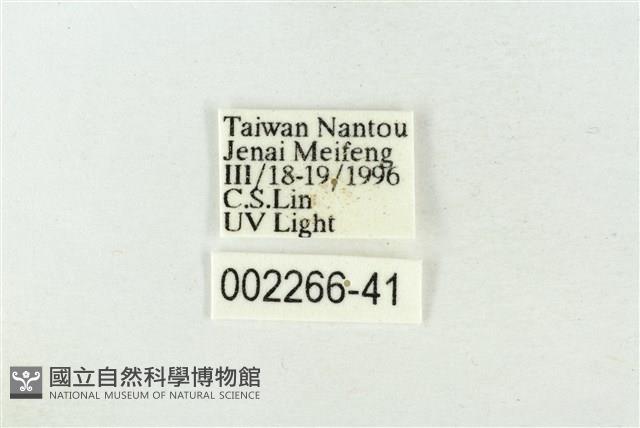 連珠波紋蛾藏品圖，第3張