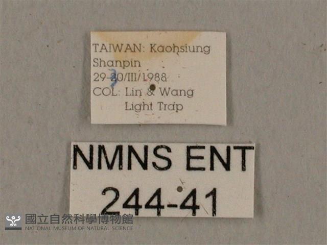 黑帶鷹翅天蛾藏品圖，第3張