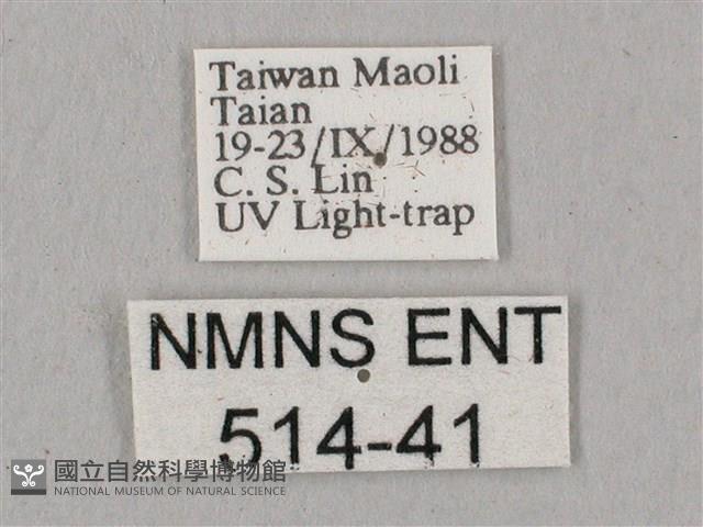 直翅六點天蛾藏品圖，第3張