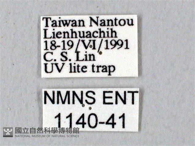 鬼臉天蛾藏品圖，第3張