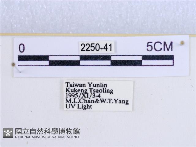 閃光苔蛾藏品圖，第3張