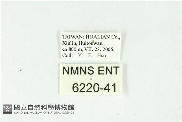 密點玄灰蝶藏品圖，第3張
