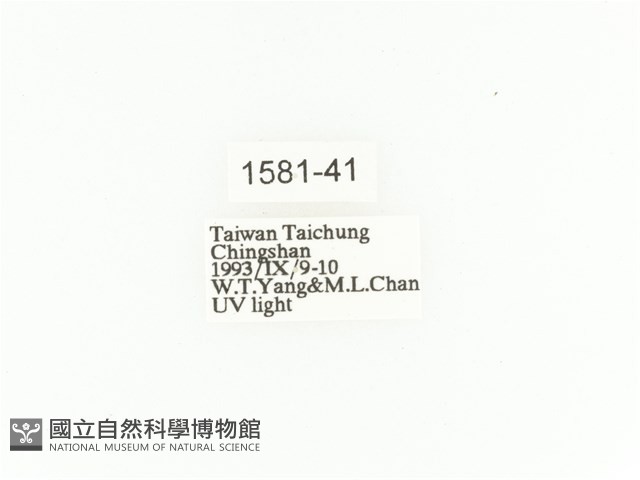 臺灣扇角金龜藏品圖，第2張