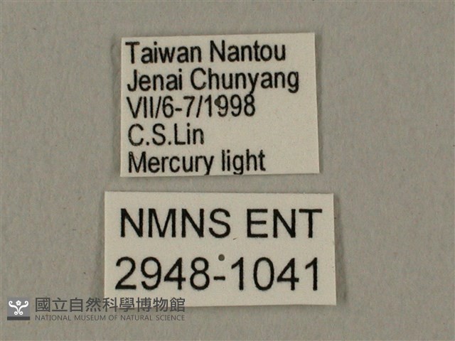 蝦殼天蛾藏品圖，第3張